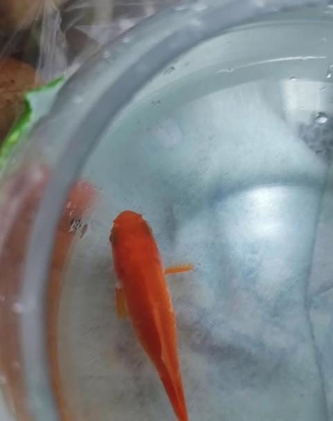 鱼趴缸底原因分析