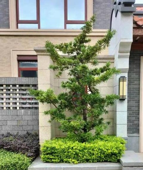 庭院门口竹子种植指南