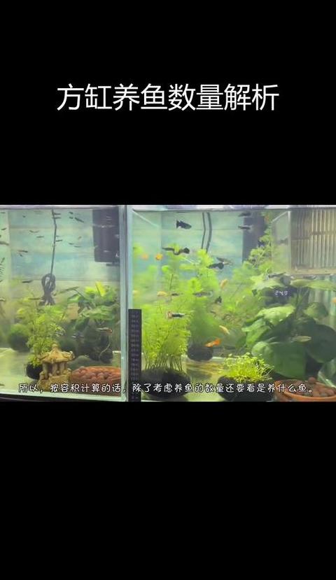 风水养鱼禁忌：单数鱼群更佳，揭秘双数忌讳原因