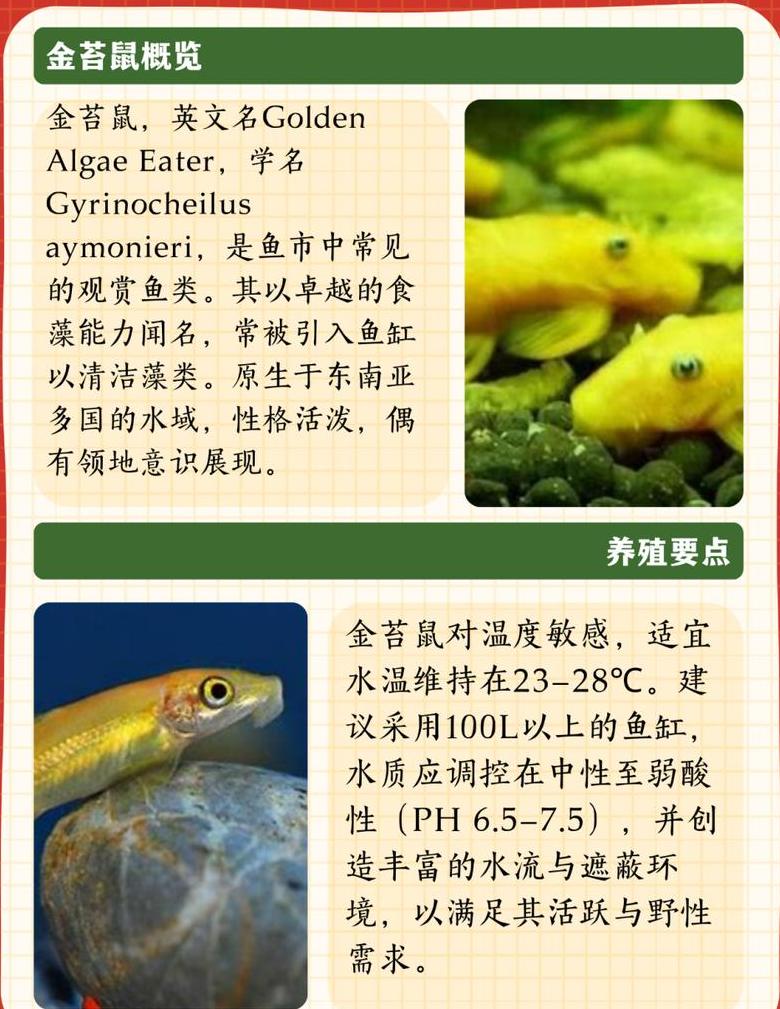金苔鼠：热带鱼生存指南及适宜水温揭秘