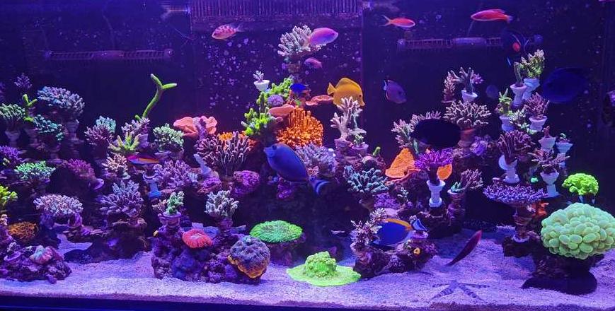 海水鱼养殖：天然海水与人工调配，哪种更佳？