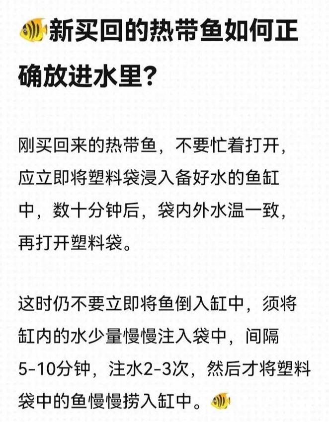 热带鱼入缸前的正确处理步骤