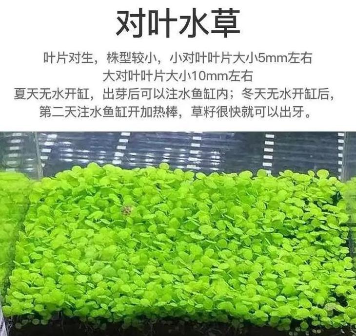 鱼缸水草种子种植技巧详解