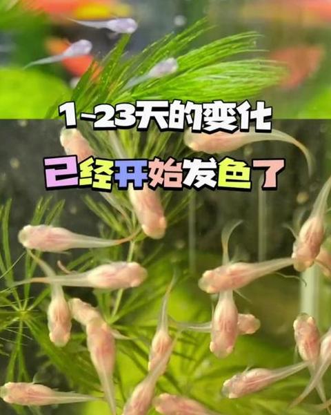 孔雀鱼小鱼苗养护指南：成长与喂食要点