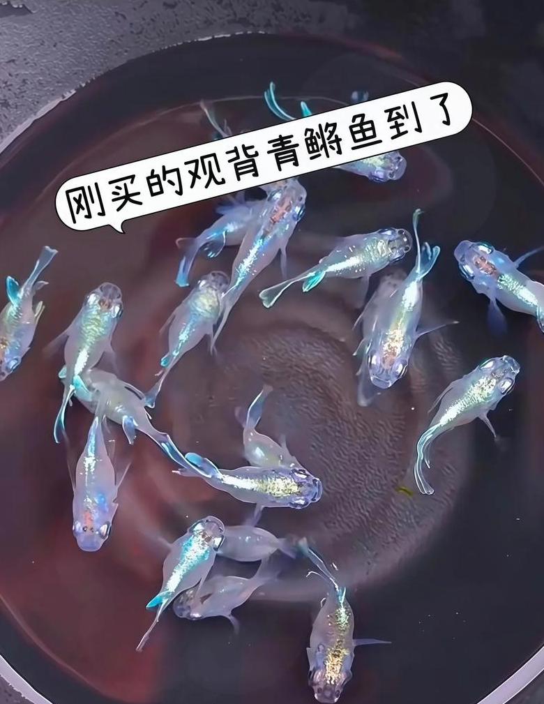 热带鱼VS冷水鱼：选择指南与养殖要点