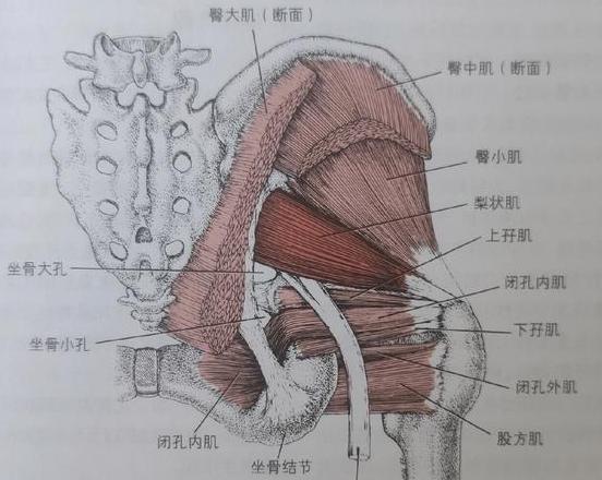 梨状肌起止点定位与梨肌综合征解析