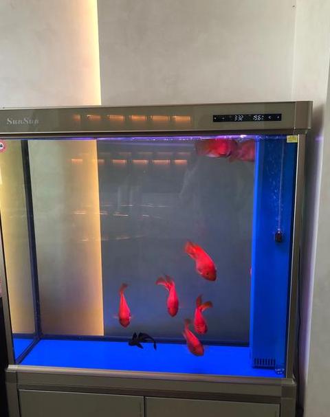 一米鱼缸养锦鲤数量指南