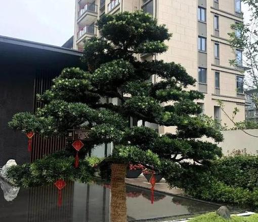 门庭风水之选：哪些树最旺财运
