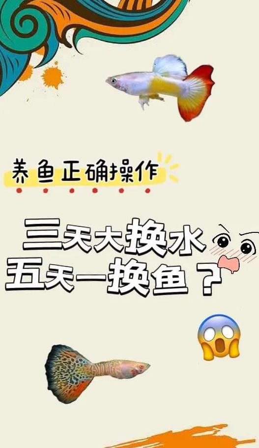 金鱼换水技巧：频率与步骤详解