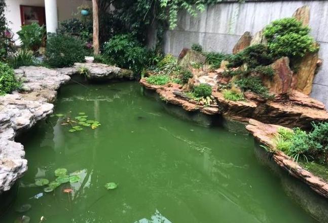 室外鱼池水变绿处理攻略