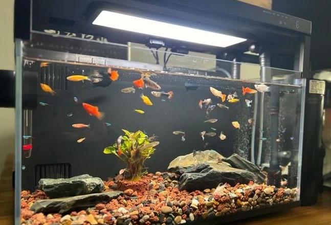 1.2米鱼缸适宜养鱼数量揭秘