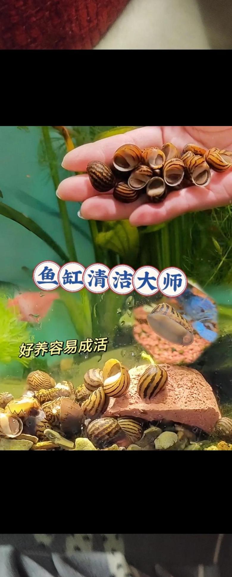 鱼缸养螺攻略：如何让蜗牛健康成长
