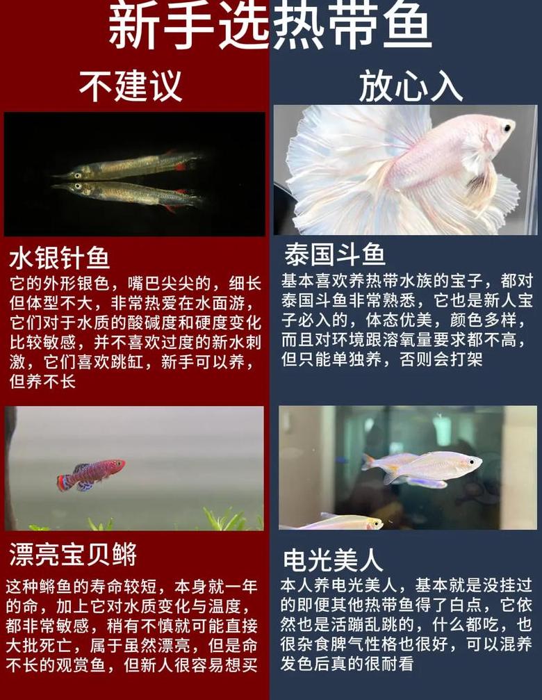 热带鱼饮食指南：人造与活饵选择