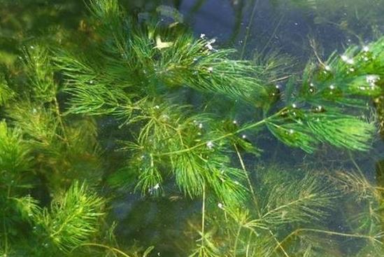 热带鱼养殖水草选择指南：鱼儿喜爱的水草品种盘点