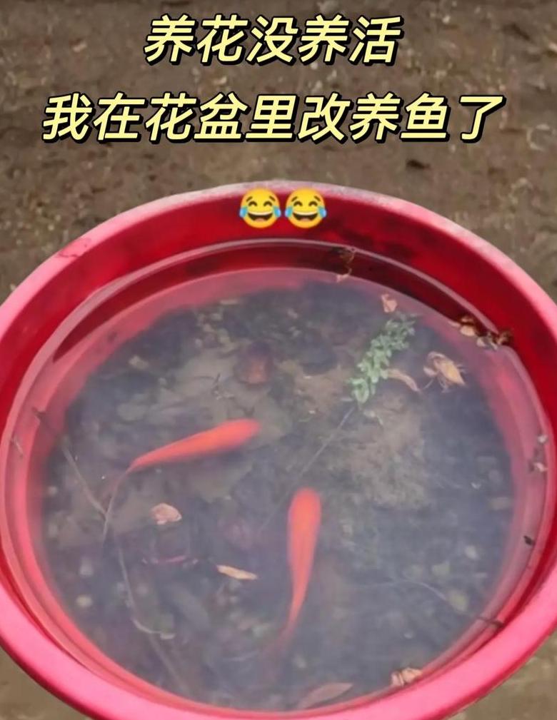 养鱼口诀一三五七：水质管理秘诀全解析
