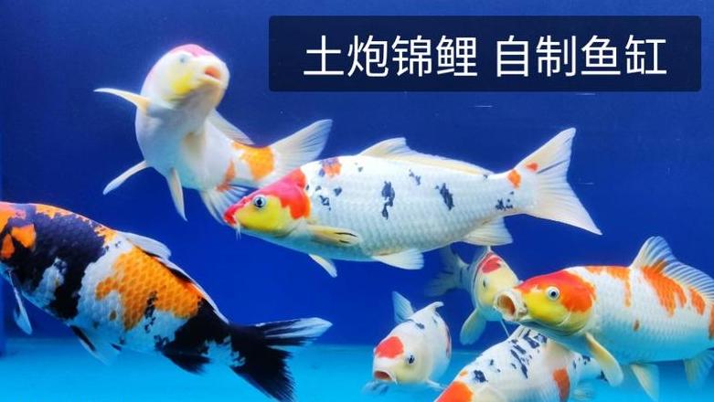 一米鱼缸养20公分锦鲤数量指南