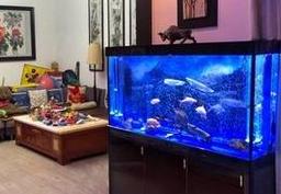 40厘米鱼缸适宜养鱼数量揭秘