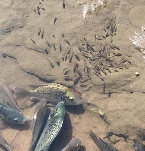 热带鱼浮头现象及解决方法详解