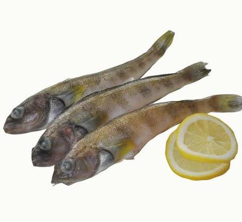 热带鱼喂食指南：频率与饲料选择