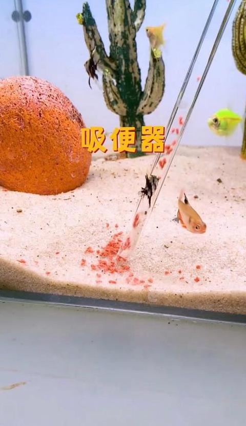鱼缸粪便处理：自然分解与清洁方法全解析