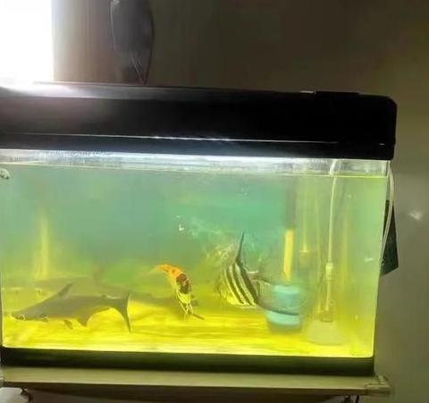 鱼缸水浑浊解决方法及常见滤材盘点