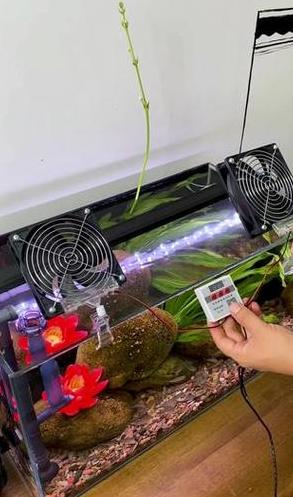 鱼缸夏季降温妙招：全方位降温指南