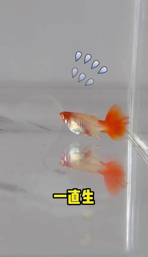 孔雀鱼下崽养护全攻略：喂食、饲养技巧解析