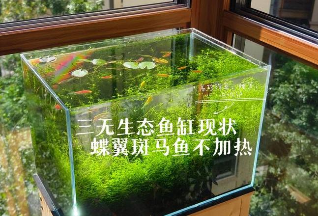 热带鱼养殖指南：水质、水位与水温控制技巧