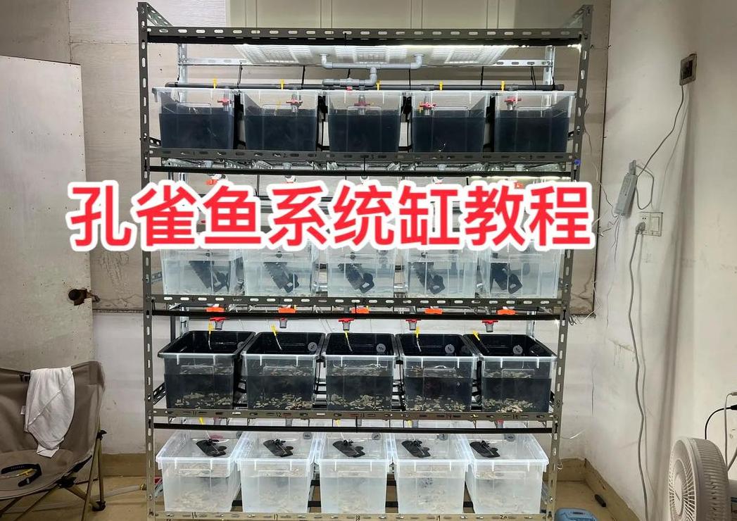 孔雀鱼母鱼产后多久可放回大缸