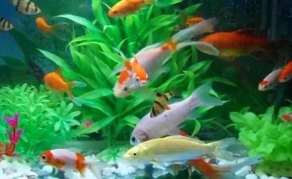 金鱼平躺鱼缸底原因解析