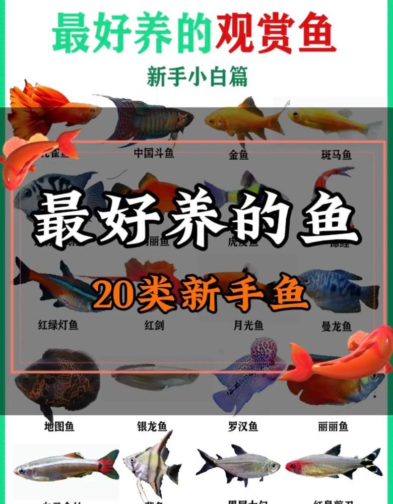 鱼缸养鱼吉祥数量揭秘：风水宜养几条？