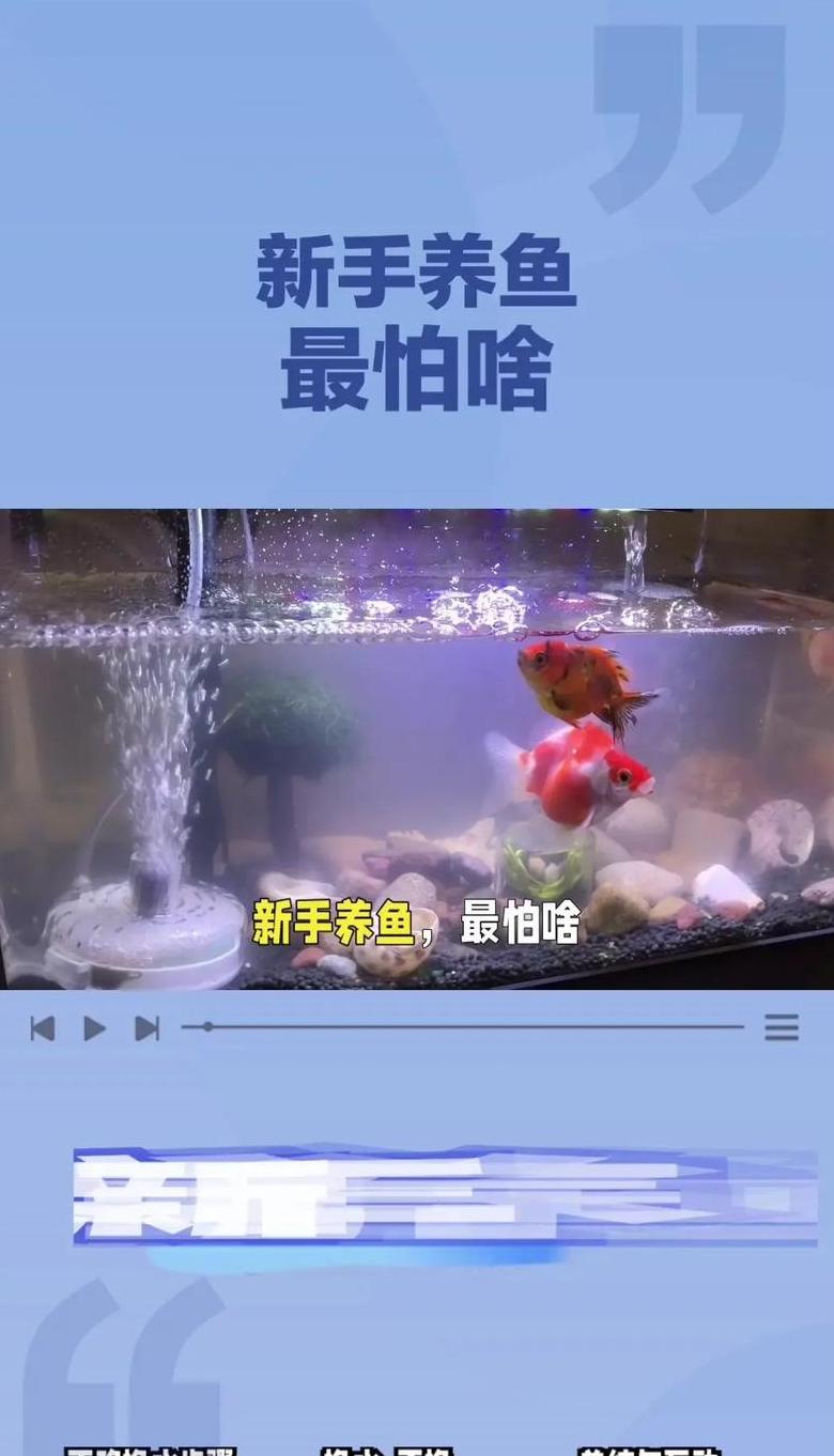 热带鱼换水攻略：科学方法，保持水质稳定