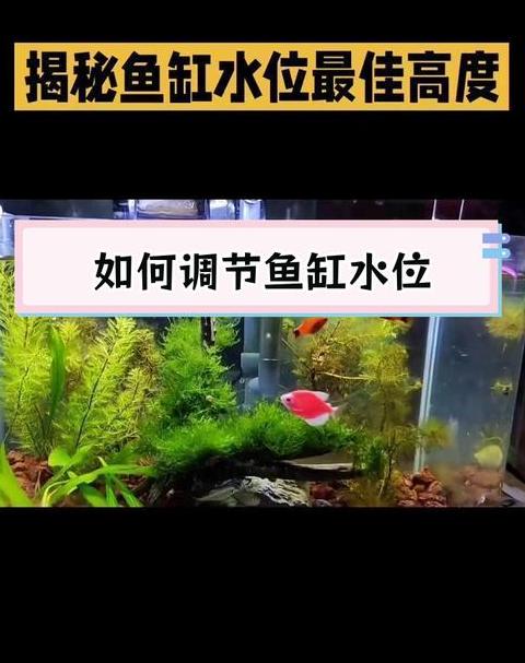 鱼缸水变绿解决方案及水质维护技巧