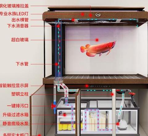 底滤鱼缸粪便清理技巧解析