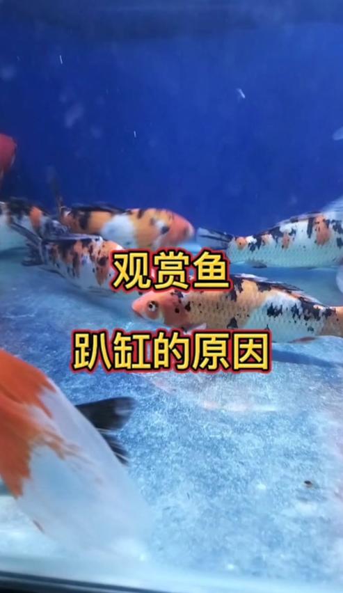 金鱼趴底与游动：探究原因及解决之道