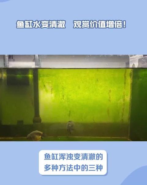 鱼缸水变绿浑浊？这样处理！