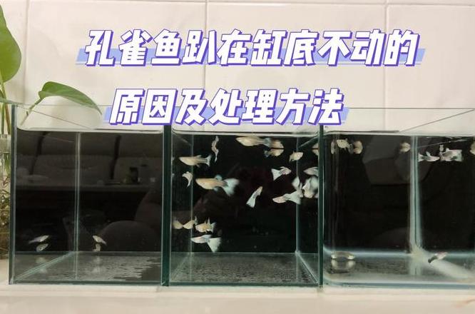龙鱼沉底不动原因及处理方法详解