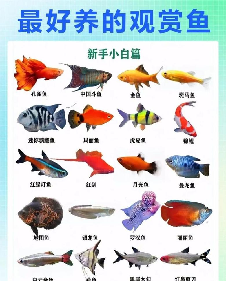 鱼缸养鱼数量指南：风水与生态平衡秘诀