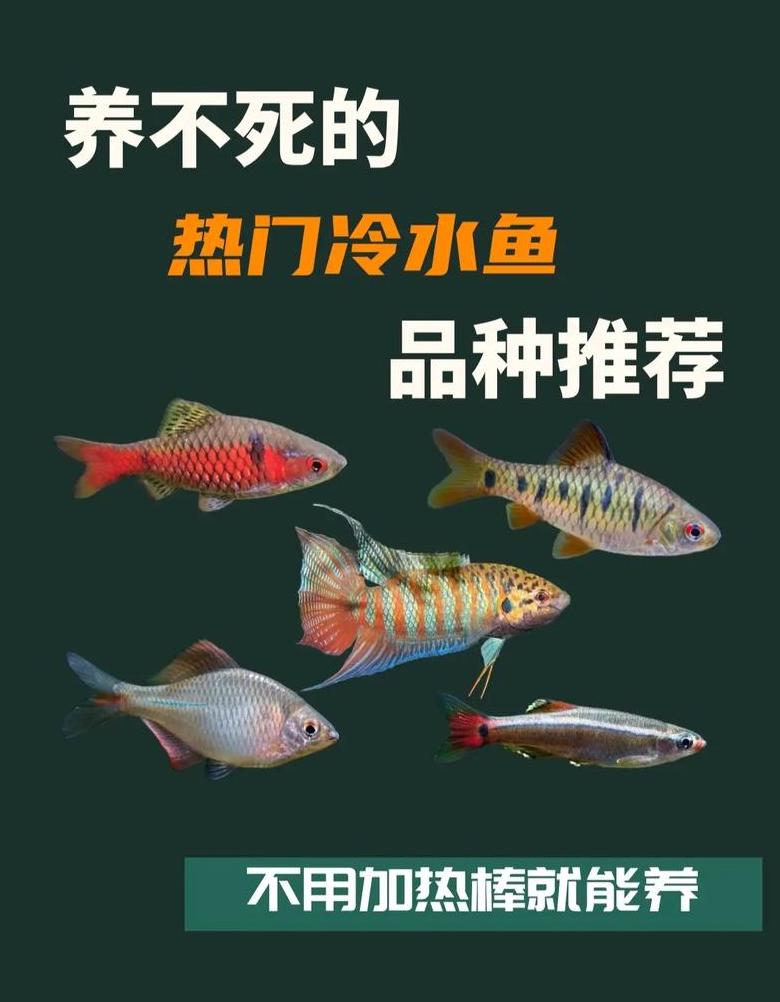 金鱼混养指南：适宜搭配与冷水热带鱼兼容性分析