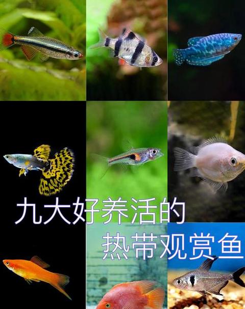 金鱼与热带鱼混养可行性分析