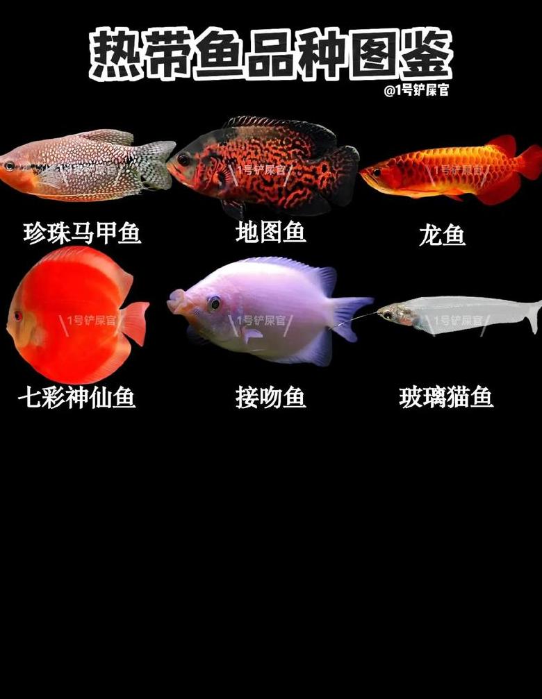 无需加热棒，适合冬季养殖的观赏鱼种类