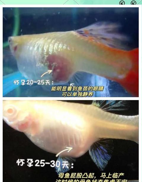 热带鱼繁殖周期解析：一次生完还是分批？