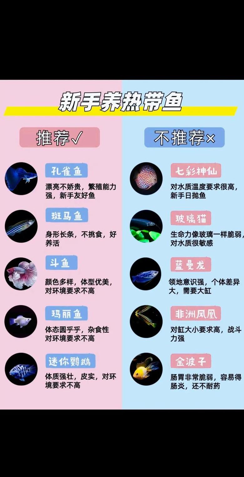 热带鱼养殖指南：水质管理、营养与选购技巧