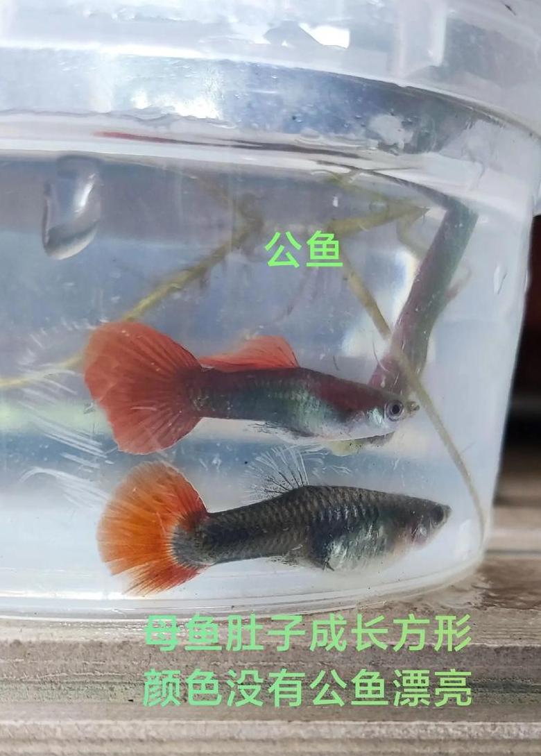 孔雀鱼幼崽分公母的时间与方法