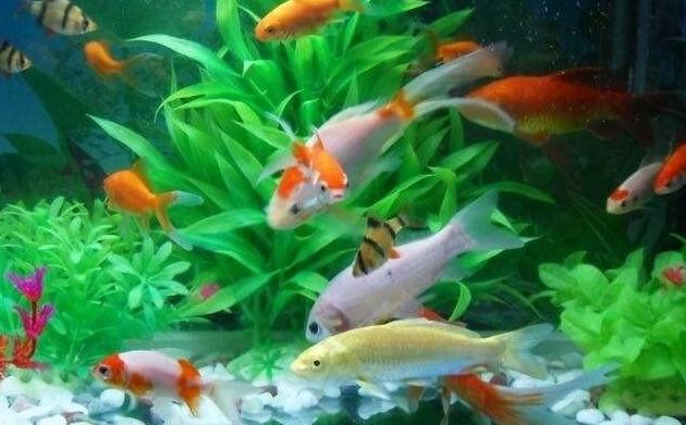 热带鱼换水频率与水质管理指南