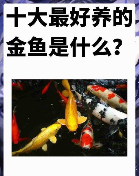 金鱼风水：养几条旺财最吉利？