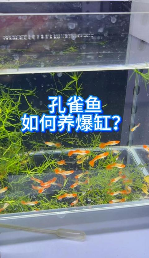 孔雀鱼苗养殖技巧：提高存活率与快速成长指南