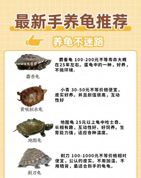 风水吉祥：家里养乌龟的吉祥数量解析