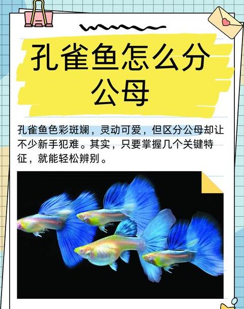孔雀鱼生产前征兆解析及生小鱼时间点