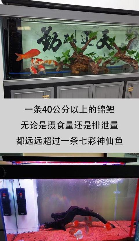 锦鲤养殖换水频率指南